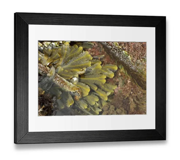 Framed Print : Toothed Wrack (Fucus serratus) fronds, in rockpool at low tide, Kimmeridge, Isle of Purbeck, Dorset, England, April Framed Print : Toothed Wrack (Fucus serratus) fronds, in rockpool at low tide, Kimmeridge, Isle of Purbeck, Dorset, England, April