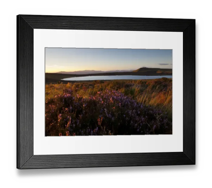 Framed Print : Common Heather (Calluna vulgaris) flowering, growing in moorland habitat near mountain lake at sunset, Glaslyn Framed Print : Common Heather (Calluna vulgaris) flowering, growing in moorland habitat near mountain lake at sunset, Glaslyn