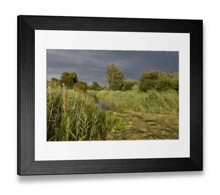 Framed Print : Common Reed (Phragmites australis) reedbed and ditch habitat, Wicken Fen N. N. R. Cambridgeshire, England, August Framed Print : Common Reed (Phragmites australis) reedbed and ditch habitat, Wicken Fen N. N. R. Cambridgeshire, England, August