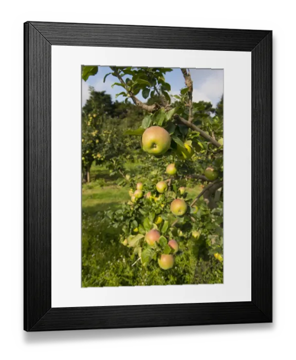 Framed Print : Cultivated Apple (Malus domestica) Howgate Wonder, close-up of fruit, on tree in orchard, England, August Framed Print : Cultivated Apple (Malus domestica) Howgate Wonder, close-up of fruit, on tree in orchard, England, August