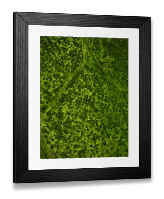 Framed Print : Common Rhododendron (Rhododendron ponticum) microscopic image of cells
