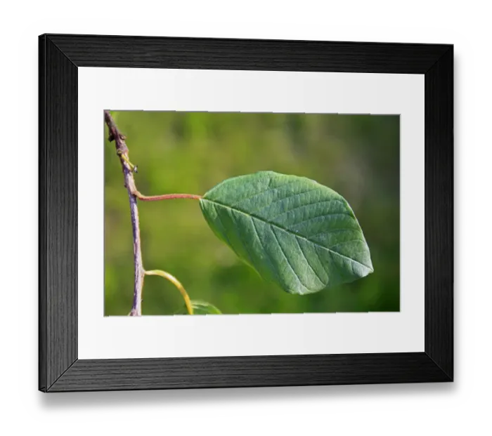 Framed Print : Alder Buckthorn (Frangula alnus) close-up of leaf, growing in carr wet woodland, River Rattlesden, Stowmarket, Suffolk Framed Print : Alder Buckthorn (Frangula alnus) close-up of leaf, growing in carr wet woodland, River Rattlesden, Stowmarket, Suffolk