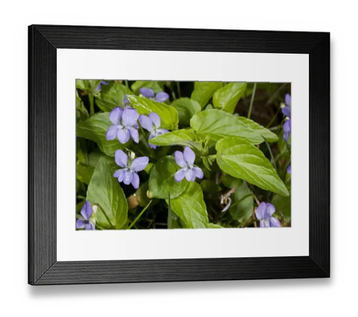 Framed Print : Tall Violet (Viola elatior) flowering, Bulgaria, June