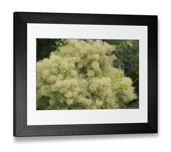 Framed Print : Smoke Bush (Cotinus coggygria) Young Lady, flowering in garden, Ottawa, Ontario, Canada, July Framed Print : Smoke Bush (Cotinus coggygria) Young Lady, flowering in garden, Ottawa, Ontario, Canada, July