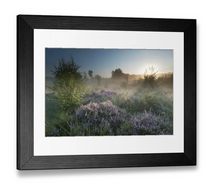 Framed Print : Common Heather (Calluna vulgaris) flowering, growing on misty lowland heathland habitat at sunrise