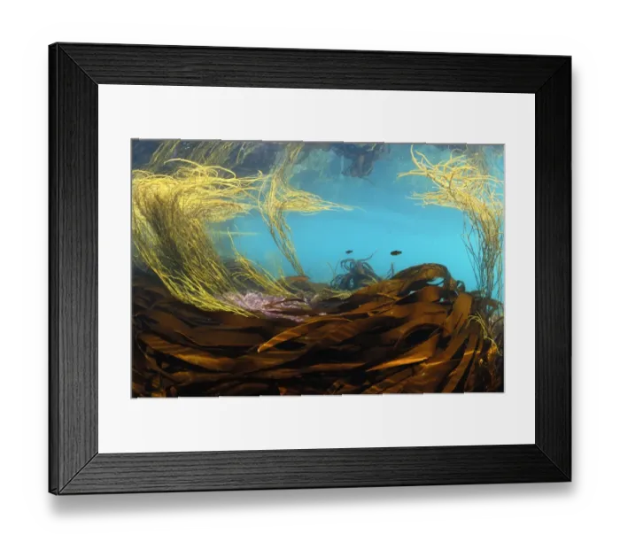 Framed Print : Sea-thong (Himanthalia elongata) and kelp fronds, in underwater habitat, Kimmeridge Bay, Isle of Purbeck, Dorset Framed Print : Sea-thong (Himanthalia elongata) and kelp fronds, in underwater habitat, Kimmeridge Bay, Isle of Purbeck, Dorset