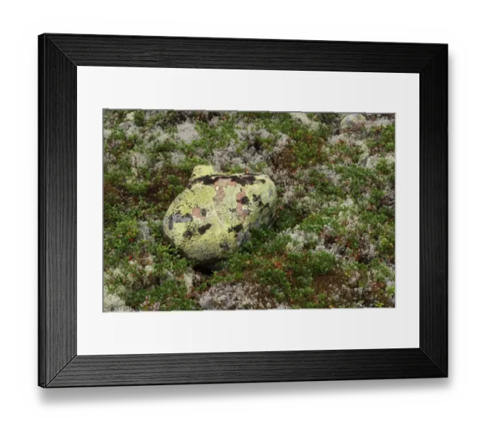Framed Print : Lichen covered rock in boreal forest, High Coast, Gulf of Bothnia, Baltic Sea, Sweden Framed Print : Lichen covered rock in boreal forest, High Coast, Gulf of Bothnia, Baltic Sea, Sweden