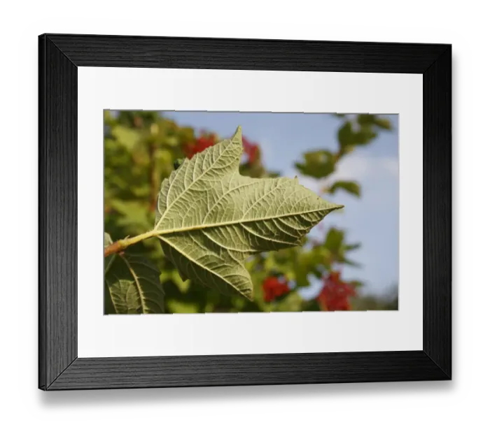 Framed Print : Guelder Rose (Viburnum opalus) close-up of leaf underside, growing in hedgerow, Mendlesham, Suffolk, England, August Framed Print : Guelder Rose (Viburnum opalus) close-up of leaf underside, growing in hedgerow, Mendlesham, Suffolk, England, August