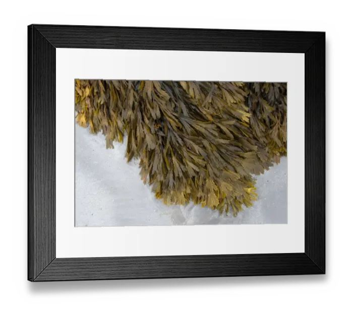 Framed Print : Toothed Wrack (Fucus serratus) fronds, growing on rocks, on beach at low tide, Isle of Tiree, Inner Hebrides, Scotland