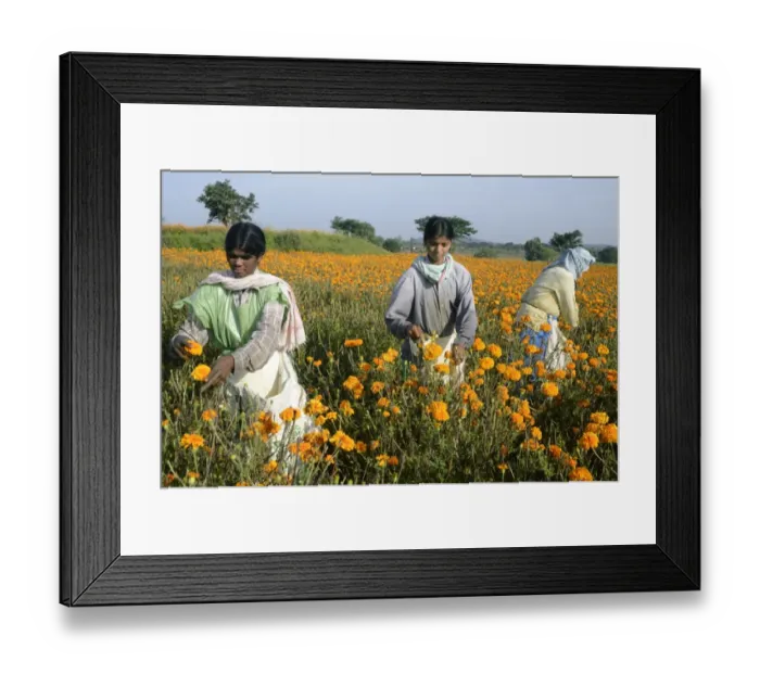 Framed Print : Floriculture, workers picking Aztec Marigold (Tagetes erecta) flowers, growing in field, Gundelpet, Karnataka, India