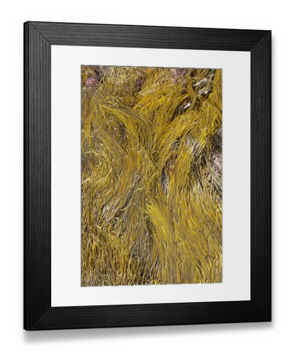 Framed Print : Sea-thong (Himanthalia elongata) exposed at low tide, Kimmeridge, Isle of Purbeck, Dorset, England, April Framed Print : Sea-thong (Himanthalia elongata) exposed at low tide, Kimmeridge, Isle of Purbeck, Dorset, England, April
