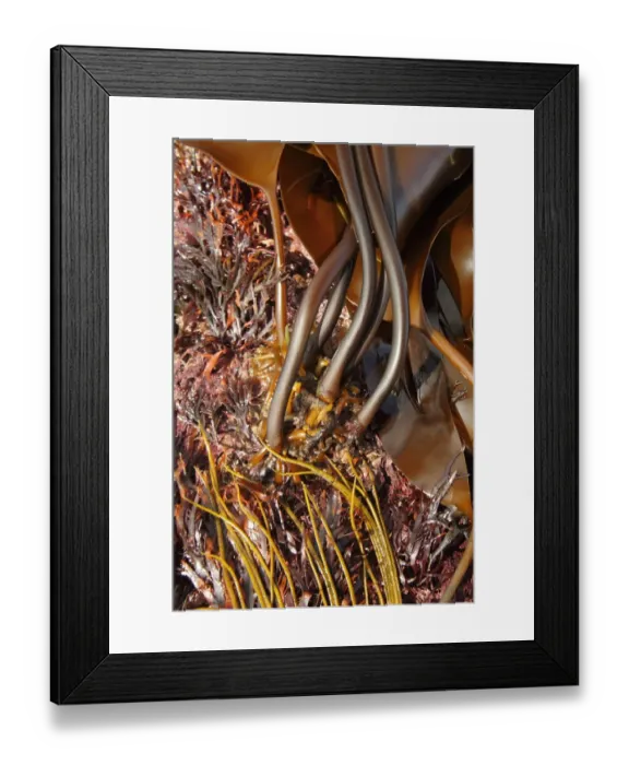 Framed Print : Oarweed (Laminaria digitata) close-up of holdfasts and stipes, exposed at low tide, Kimmeridge, Isle of Purbeck Framed Print : Oarweed (Laminaria digitata) close-up of holdfasts and stipes, exposed at low tide, Kimmeridge, Isle of Purbeck