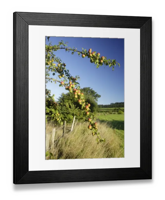 Framed Print : Wild Crabapple (Malus sylvestris) leaves and fruit, growing at field edge in farmland, West Yorkshire, England Framed Print : Wild Crabapple (Malus sylvestris) leaves and fruit, growing at field edge in farmland, West Yorkshire, England