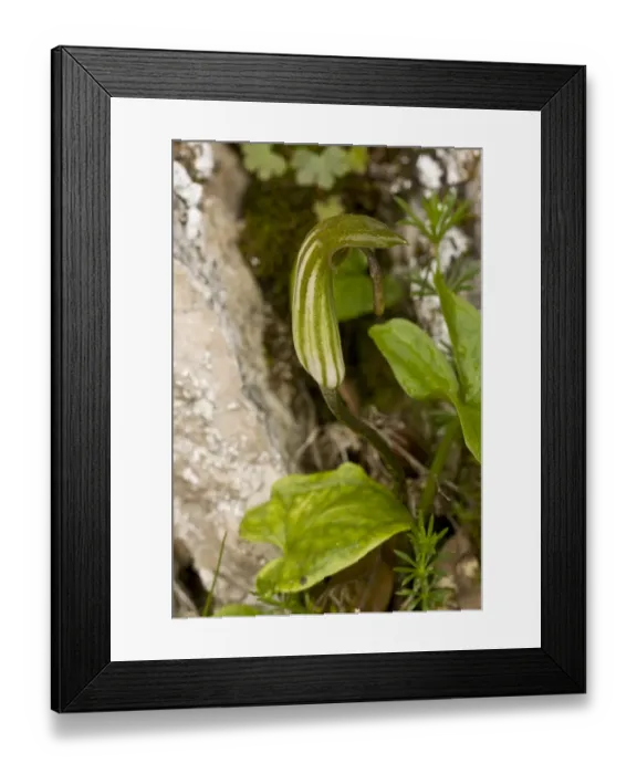 Framed Print : Friars Cowl (Arisarum vulgare) spadix and spathe, Sardinia, Italy, April Framed Print : Friars Cowl (Arisarum vulgare) spadix and spathe, Sardinia, Italy, April