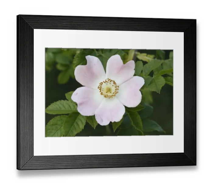 Framed Print : Dog Rose (Rosa canina) close-up of flower, Felmingham, Norfolk, England, June