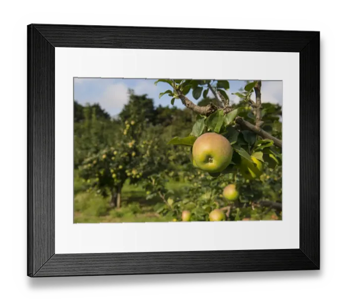 Framed Print : Cultivated Apple (Malus domestica) Howgate Wonder, close-up of fruit, on tree in orchard, England, August Framed Print : Cultivated Apple (Malus domestica) Howgate Wonder, close-up of fruit, on tree in orchard, England, August