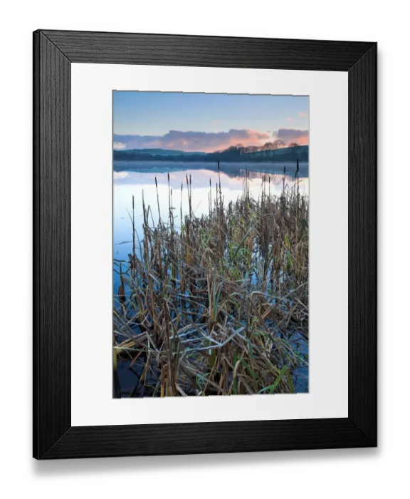 Framed Print : Great Reedmace (Typha latifolia) growing at edge of lake habitat on frosty morning, with mist rising at sunrise Framed Print : Great Reedmace (Typha latifolia) growing at edge of lake habitat on frosty morning, with mist rising at sunrise