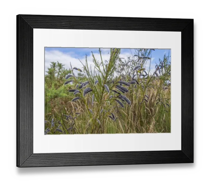 Framed Print : Common Broom (Cytisus scoparius) seedpods, Stiperstones, Shropshire, England, August