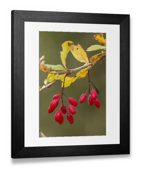 Framed Print : European Barberry (Berberis vulgaris) close-up of fruit and leaves in autumn colour, Dolomites, Italian Alps, Italy Framed Print : European Barberry (Berberis vulgaris) close-up of fruit and leaves in autumn colour, Dolomites, Italian Alps, Italy