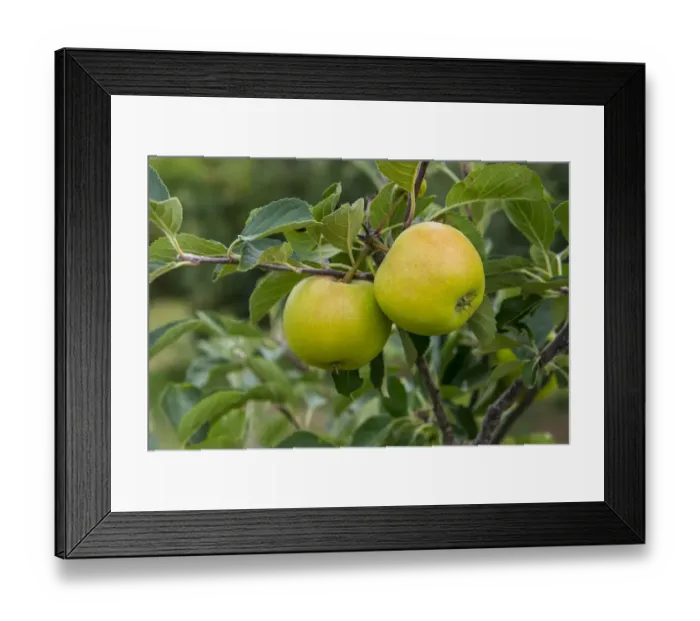Framed Print : Cultivated Apple (Malus domestica) James Grieve, close-up of fruit, on tree in orchard, Norfolk, England, August Framed Print : Cultivated Apple (Malus domestica) James Grieve, close-up of fruit, on tree in orchard, Norfolk, England, August