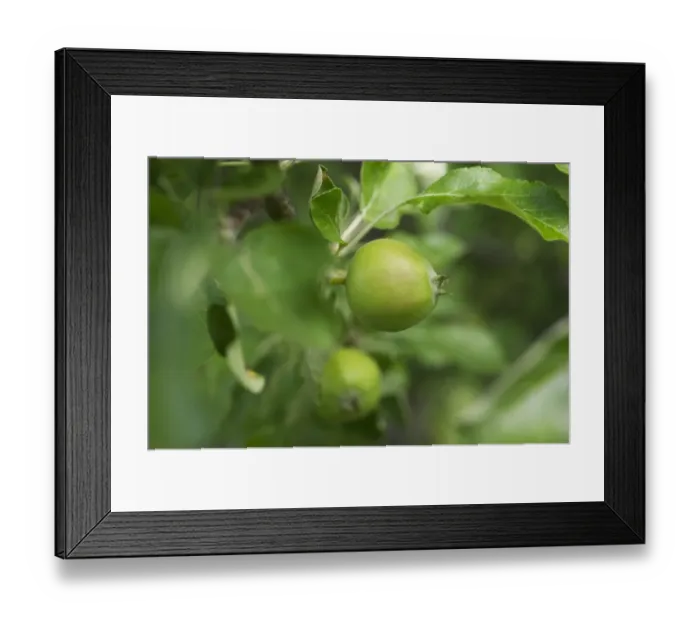 Framed Print : Cultivated Apple (Malus domestica) close-up of developing fruit, Sweden, july Framed Print : Cultivated Apple (Malus domestica) close-up of developing fruit, Sweden, july