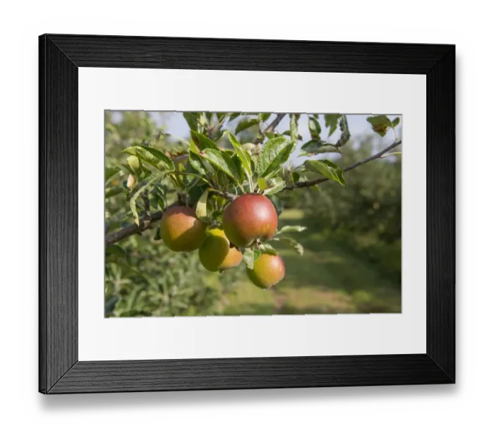 Framed Print : Cultivated Apple (Malus domestica) Queen Pippin, close-up of fruit, on tree in orchard, England, August Framed Print : Cultivated Apple (Malus domestica) Queen Pippin, close-up of fruit, on tree in orchard, England, August