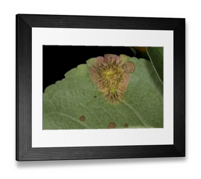 Framed Print : Cultivated Apple (Malus domestica) McIntosh, close-up of leaf underside, with Frogeye (Sphaeropsis sp) Framed Print : Cultivated Apple (Malus domestica) McIntosh, close-up of leaf underside, with Frogeye (Sphaeropsis sp)