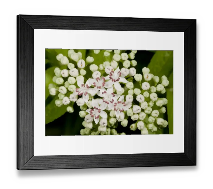Framed Print : Danewort (Sambucus ebulus) close-up of flowers, France, August Framed Print : Danewort (Sambucus ebulus) close-up of flowers, France, August