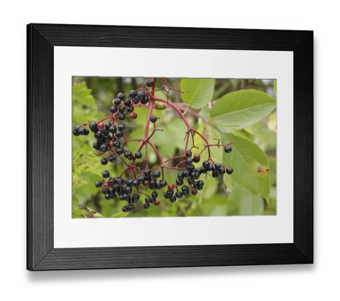 Framed Print : Elder (Sambucus nigra) close-up of berries, growing in hedgerow, West Yorkshire, England, October Framed Print : Elder (Sambucus nigra) close-up of berries, growing in hedgerow, West Yorkshire, England, October