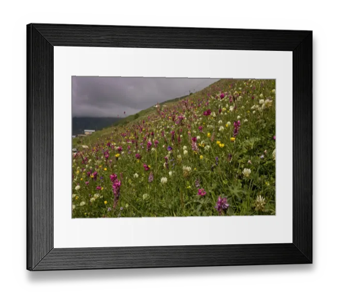 Framed Print : Mixed wildflowers, flowering in grassland habitat on high grazing pasture, Anzar Yayla, Pontic Mountains, Anatolia Framed Print : Mixed wildflowers, flowering in grassland habitat on high grazing pasture, Anzar Yayla, Pontic Mountains, Anatolia