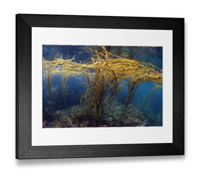 Framed Print : Sea-thong (Himanthalia elongata) in underwater habitat, Kimmeridge Bay, Isle of Purbeck, Dorset, England, July Framed Print : Sea-thong (Himanthalia elongata) in underwater habitat, Kimmeridge Bay, Isle of Purbeck, Dorset, England, July