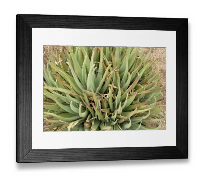 Framed Print : Medicinal Aloe (Aloe vera) succulent leaves, Bonaire, Leeward Antilles, Lesser Antilles, October Framed Print : Medicinal Aloe (Aloe vera) succulent leaves, Bonaire, Leeward Antilles, Lesser Antilles, October