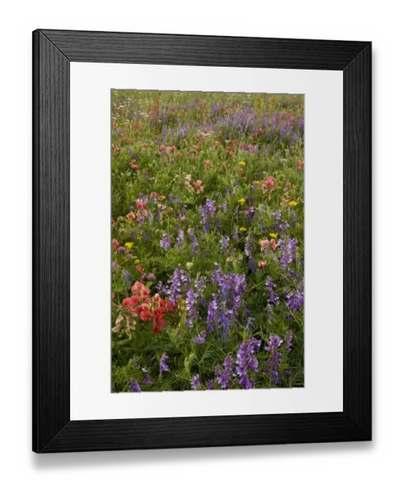 Framed Print : Flowery hay meadow with Persian Everlasting Pea (Lathyrus rotundifolius ssp)