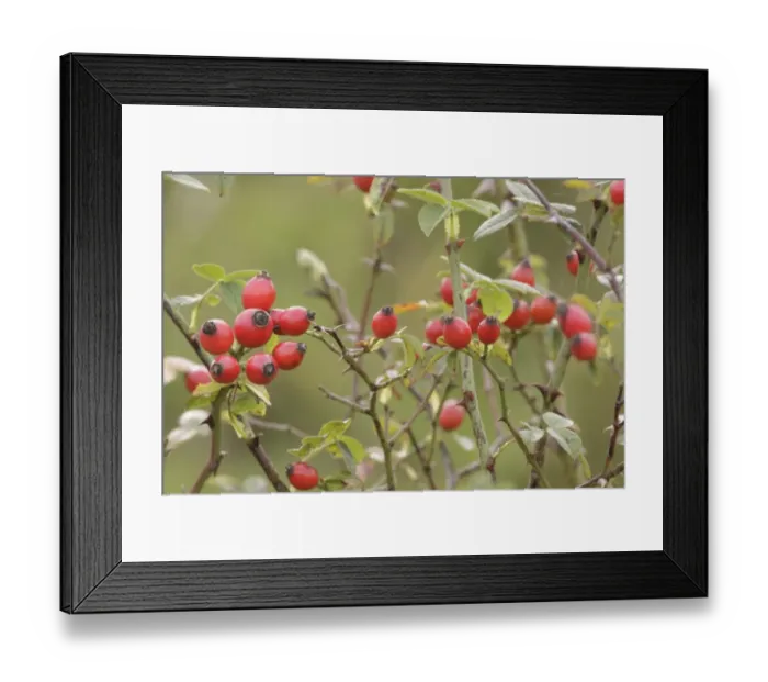 Framed Print : Dog Rose (Rosa canina) close-up of rosehips, West Yorkshire, England, September Framed Print : Dog Rose (Rosa canina) close-up of rosehips, West Yorkshire, England, September