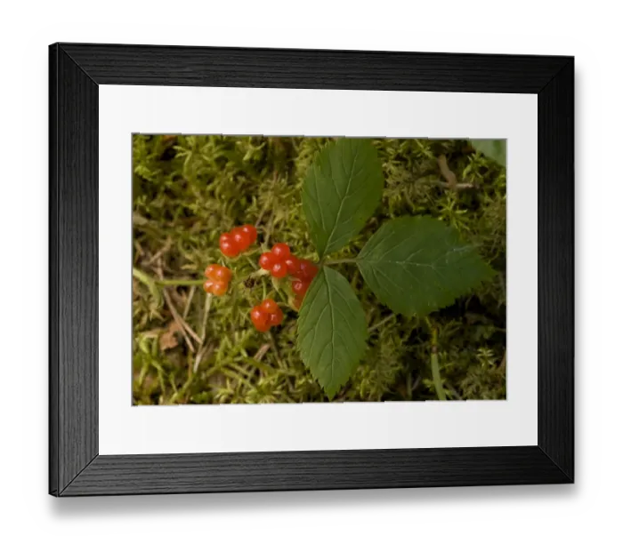 Framed Print : Stone Bramble (Rubus saxatilis) close-up of leaves and fruit, Bavaria, Germany, July
