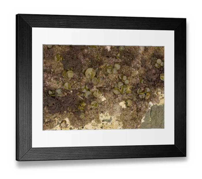 Framed Print : Sea-thong (Himanthalia elongata) buttons growth at base of holdfast, exposed on rock at low tide, Devon, England Framed Print : Sea-thong (Himanthalia elongata) buttons growth at base of holdfast, exposed on rock at low tide, Devon, England