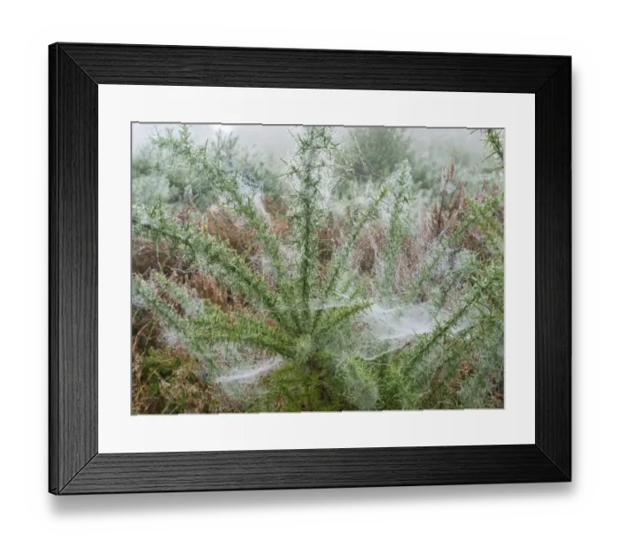 Framed Print : Common Gorse (Ulex europaeus) with dew covered spider webs, Mousehold Heath Local Nature Reserve, Norwich, Norfolk Framed Print : Common Gorse (Ulex europaeus) with dew covered spider webs, Mousehold Heath Local Nature Reserve, Norwich, Norfolk