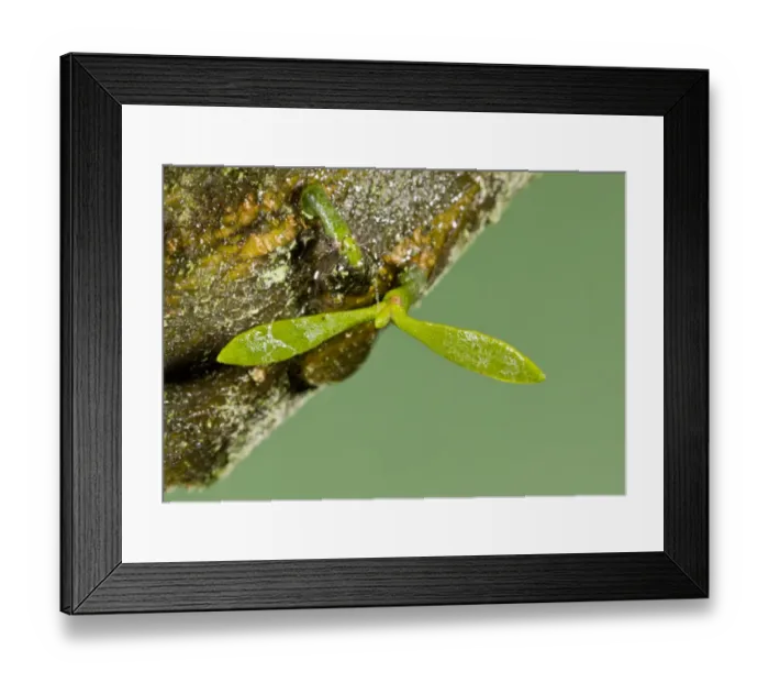 Framed Print : Mistletoe (Viscum album) very young seedling, with seed-leaves growing on apple bark, Dorset, England, January Framed Print : Mistletoe (Viscum album) very young seedling, with seed-leaves growing on apple bark, Dorset, England, January