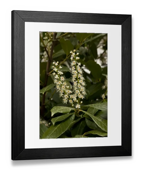 Framed Print : Cherry Laurel (Prunus laurocerasus) close-up of flowers, France, March Framed Print : Cherry Laurel (Prunus laurocerasus) close-up of flowers, France, March
