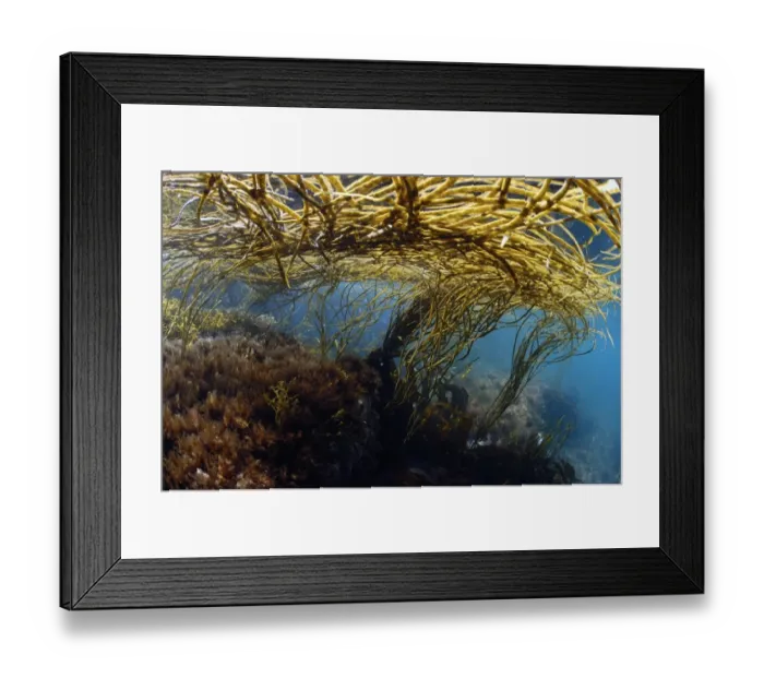 Framed Print : Sea-thong (Himanthalia elongata) in underwater habitat, Kimmeridge Bay, Isle of Purbeck, Dorset, England, July Framed Print : Sea-thong (Himanthalia elongata) in underwater habitat, Kimmeridge Bay, Isle of Purbeck, Dorset, England, July