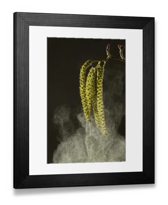 Framed Print : Italian Alder (Alnus cordata) introduced naturalised species, close-up of catkins shedding pollen, France, March Framed Print : Italian Alder (Alnus cordata) introduced naturalised species, close-up of catkins shedding pollen, France, March