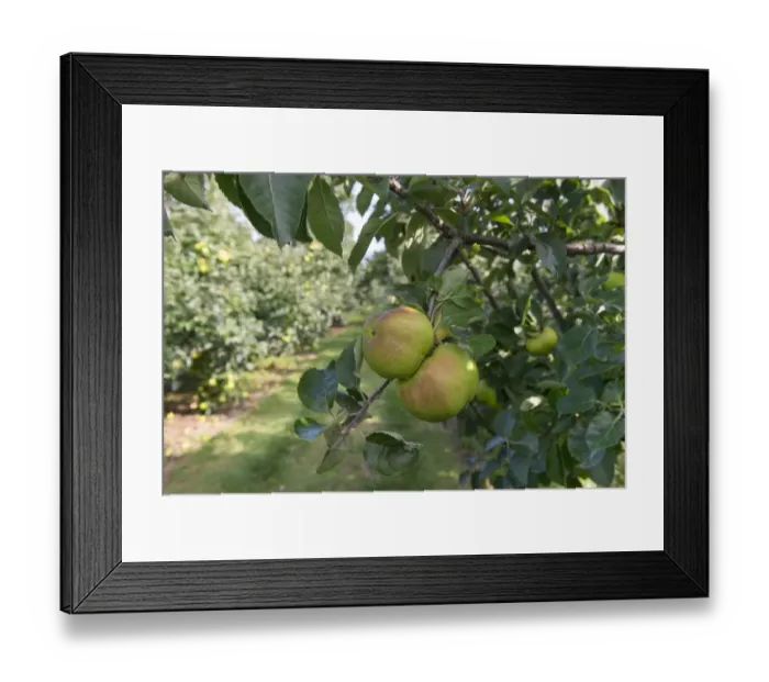 Framed Print : Cultivated Apple (Malus domestica) Bramley, close-up of fruit, on tree in orchard, England, August Framed Print : Cultivated Apple (Malus domestica) Bramley, close-up of fruit, on tree in orchard, England, August