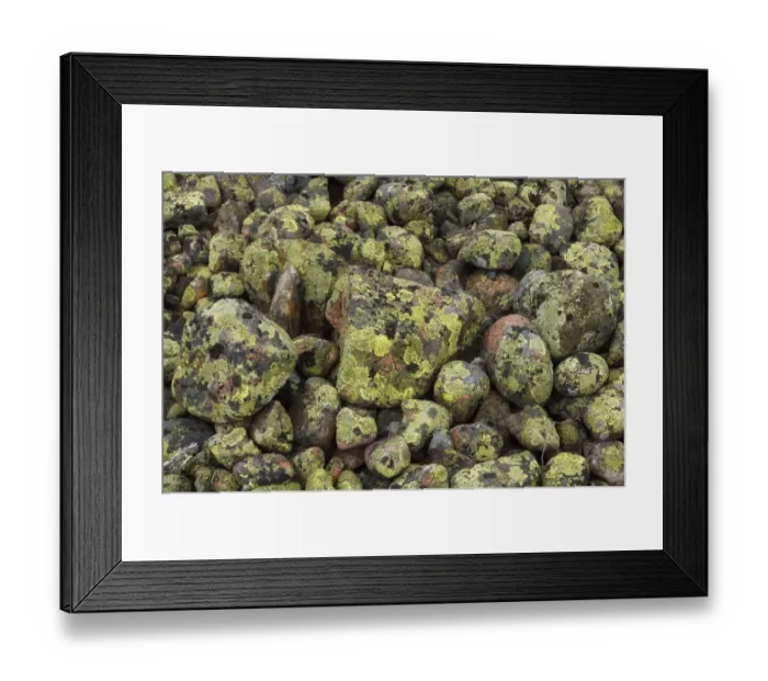 Framed Print : Pile of lichen covered rocks, High Coast, Gulf of Bothnia, Baltic Sea, Sweden Framed Print : Pile of lichen covered rocks, High Coast, Gulf of Bothnia, Baltic Sea, Sweden