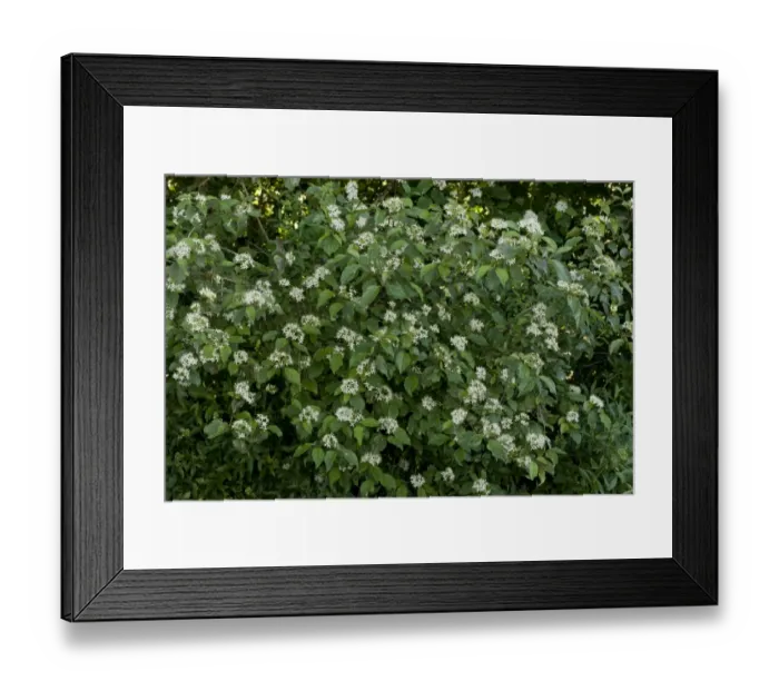 Framed Print : Common Dogwood (Cornus sanguinea) flowering, France, June
