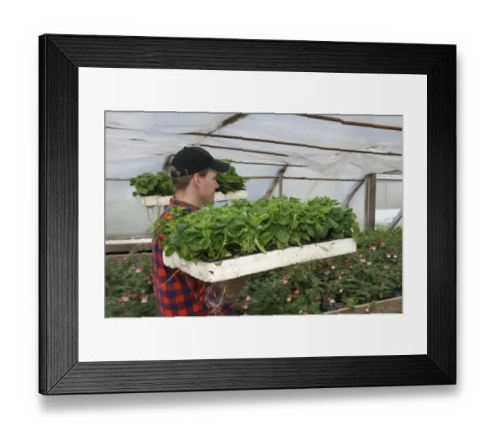 Framed Print : Gardener carrying trays of ornamental plants in polytunnel, Tierp, Uppsala, Sweden Framed Print : Gardener carrying trays of ornamental plants in polytunnel, Tierp, Uppsala, Sweden
