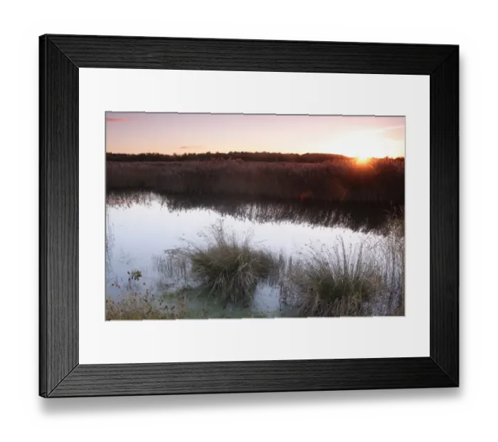 Framed Print : Common Reed (Phragmites australis) reedbed and pool habitat at sunset, on site of former opencast coal mine, St Framed Print : Common Reed (Phragmites australis) reedbed and pool habitat at sunset, on site of former opencast coal mine, St