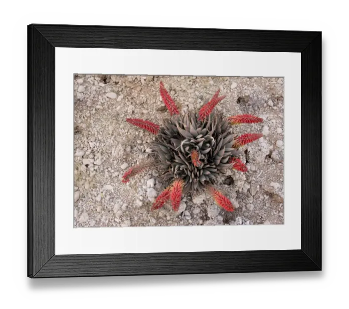 Framed Print : Kraal Aloe (Aloe claviflora) flowering, Kalahari Desert, South Africa, August Framed Print : Kraal Aloe (Aloe claviflora) flowering, Kalahari Desert, South Africa, August