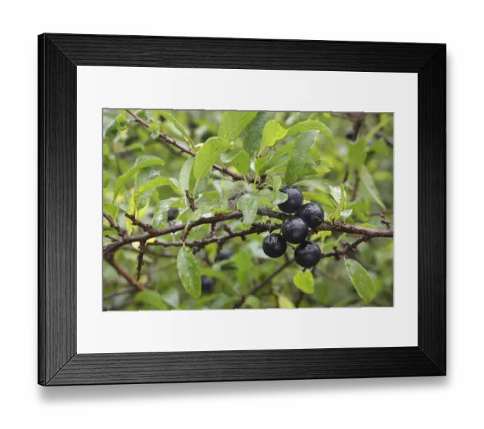 Framed Print : Blackthorn (Prunus spinosa) close-up of leaves and berries, growing in hedgerow, West Yorkshire, England, October Framed Print : Blackthorn (Prunus spinosa) close-up of leaves and berries, growing in hedgerow, West Yorkshire, England, October