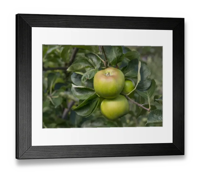 Framed Print : Cultivated Apple (Malus domestica) Bramley, close-up of fruit, on tree in orchard, England, August