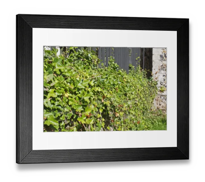 Framed Print : Common Ivy (Hedera helix) leaves, growing over tombstone in village churchyard, St Framed Print : Common Ivy (Hedera helix) leaves, growing over tombstone in village churchyard, St